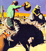 Detail of 
front cover