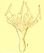 Detail of Pamphlet 
Illustration